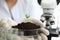 Hands gloves hold soil with sprout near microscope