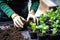 Hands with gloves planting fresh plants. Community garden, rooftop urban garden. Spring planting. Early seedling, grown