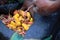 Hands grabbing potatoes from a blue potato bag