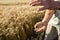 Hands of the grain-grower against a wheaten field