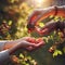 Hands of grandmother and daughter holding red berries in the garden