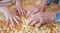 Hands of grandmother and grandchilds at cooking