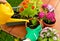 Hands in green gloves plant flowers in pot