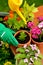 Hands in green gloves plant flowers in pot