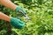 Hands with green pruner in the garden.