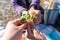 Hands with green sprouts of sunflower microgreen, connected together, on a picnic background. The concept of healthy, proper