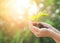 Hands-On Growth of a Delicate Green Seedling, Human Hand Holding a Small Plant with Care