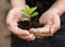 Hands-On Growth of a Delicate Green Seedling, Human Hand Holding a Small Plant with Care