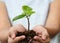 Hands-On Growth of a Delicate Green Seedling, Human Hand Holding a Small Plant with Care