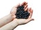 Hands with a handful of black currants