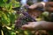 Hands harvesting elderberries with garden shears in autumn for cooking healthy juice, jelly or soup, copy space