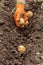 Hands harvesting fresh organic potatoes from soil