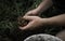 Hands harvesting fresh turmeric from the soil