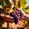 Hands harvesting and handling grapes on the vine in vinyard farm