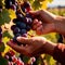 Hands harvesting and handling grapes on the vine in vinyard farm