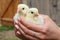 Hands hold caring for a small chickens