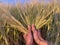 Hands hold ears of cereal crops