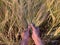 Hands hold ears of cereal crops