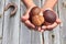 Hands hold fresh Porcini mushrooms on wood texture background with rusted horseshoe