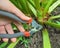 Hands hold a garden pruner that cuts a green stalk of rhubarb