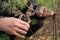 hands hold an old rusty pruner cutting a branch on a pine tree