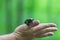 Hands hold yellow-black salamander. Carpathian salamander