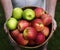 Hands holding apples organic produce from farm