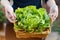 Hands holding basket with organic butter lettuce
