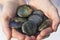 Hands holding beautiful labradorite pieces