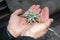 Hands holding a branch with a large lichen