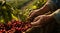 hands holding a bunch of coffee beans, harvest for coffee beans, close-up of hands picking up of coffee beans