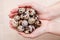 Hands holding a bunch of quail eggs. Quail eggs easter take on hand fresh. Quail eggs in palms close-up