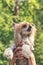 Hands holding a cute red-haired dog on the background of green trees. Chinese crested dog. Vertical shot