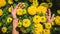 Hands that are holding flowers calendula. Yellow flower garden.