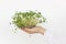 Hands holding fresh flax sprouts on white wall background. Flax linen mat sprouter, microgreens