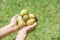 Hands Holding Fresh Green Figs