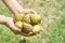 Hands Holding Fresh Green Figs