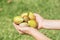 Hands Holding Fresh Green Figs