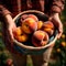 Hands holding fresh harvest crop of peaches in farm, agriculture indudstry