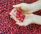 Hands Holding Fresh Picked Raspberries