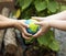 Hands holding global ball together