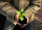 Hands holding green sapling with soil