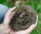 Hands holding hedgehog