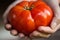 Hands holding large, fresh tomato