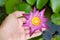 Hands holding lotus flower waterlily