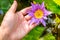 Hands holding lotus flower waterlily against leaves