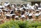 Hands holding many swedish white graduation caps, green trees in