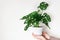 Hands holding monstera plant in white flower pot