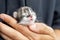 Hands holding newborn calico kitten