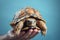 Hands holding pet turtle on pastel background, copy space, Adorable domestic pet concept